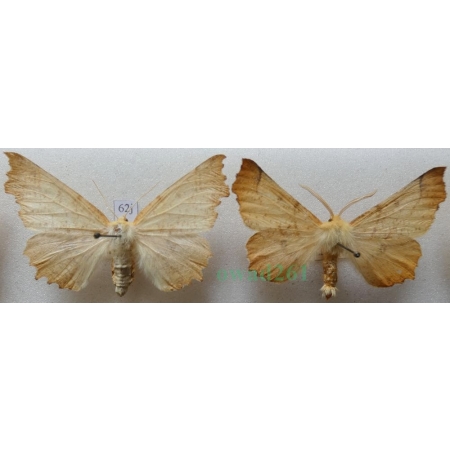 Ennomos autumnaria (Werneburg, 1859) pair Latalec jesieniak Czech62j